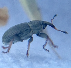 Tychius picirostris