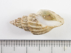 Propebela