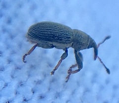Tychius picirostris