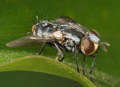Tachinidae
