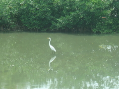 Ardea alba