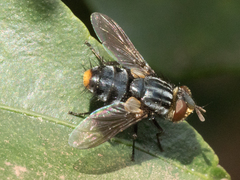 Tachinidae