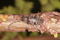 Dichostates lignarius