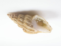 Propebela