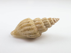 Propebela