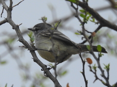 Serpophaga griseicapilla