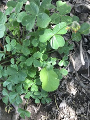 Platymiscium pinnatum