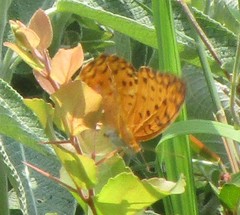 Phalanta phalantha phalantha