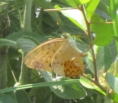 Phalanta phalantha phalantha