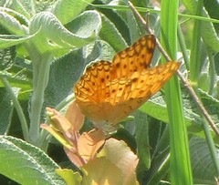 Phalanta phalantha phalantha