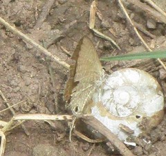 Prosotas nora ardates