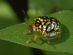 Cteisella confusa
