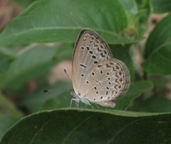 Pseudozizeeria maha maha