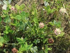 Trifolium hybridum