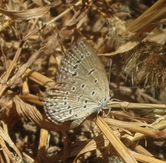 Pseudozizeeria maha maha