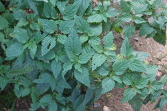 Urtica dioica
