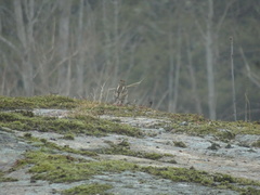 Emberizidae