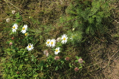 Tripleurospermum inodorum