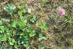 Trifolium pratense