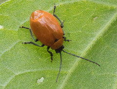 Isotes eruptiva