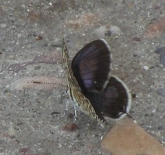 Tarucus hazara