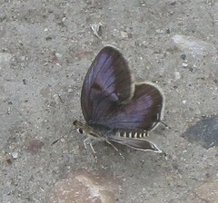 Tarucus hazara