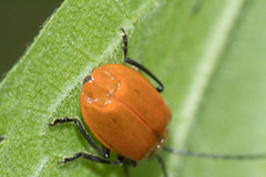 Isotes eruptiva