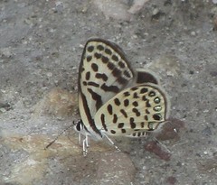 Tarucus hazara
