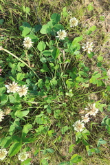 Trifolium repens