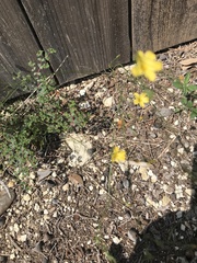 Linum rupestre