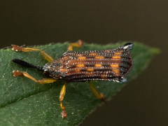 Uroplata fulvopustulata