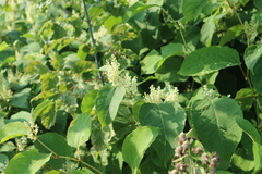 Reynoutria × bohemica