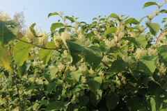 Reynoutria × bohemica