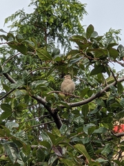 Passer domesticus