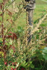 Artemisia vulgaris