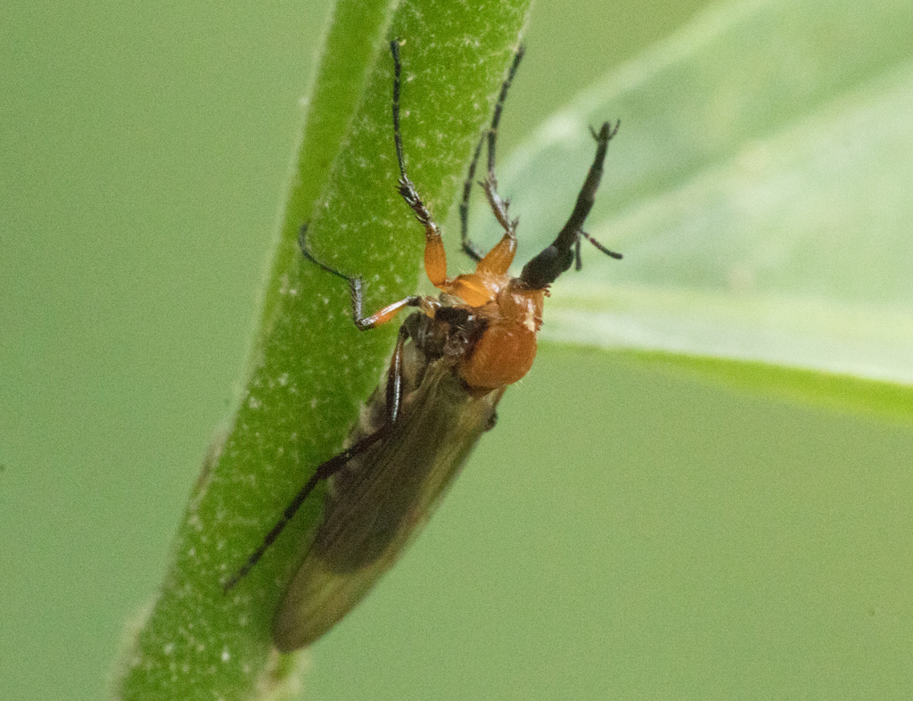 Dilophus bicoloripes
