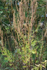 Artemisia vulgaris