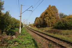 Heracleum sosnowskyi