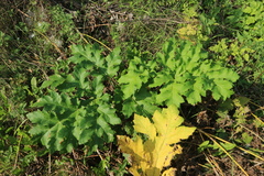 Heracleum sosnowskyi