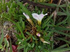 Oxalis pusilla