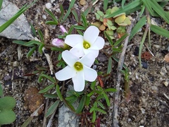 Oxalis pusilla