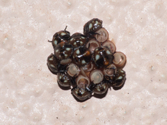 Chinavia erythrocnemis