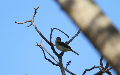 Tenggara Whistler (Pachycephala calliope), photo 2