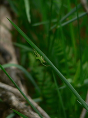 Micrommata virescens