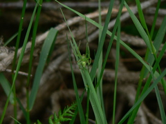 Micrommata virescens
