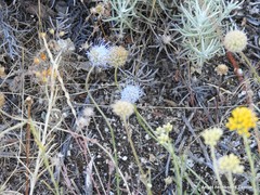 Jasione sessiliflora