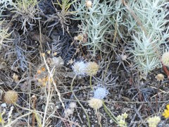 Jasione sessiliflora