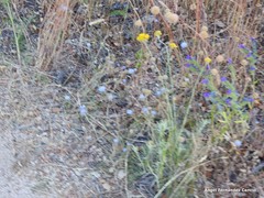 Jasione sessiliflora