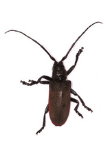 Ceroplesis ferrugator