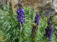 Aconitum tauricum